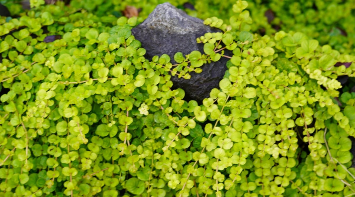 Close-up of creeping Jenny in the garden. The plant features rounded, coin-shaped leaves that densely cover the stems, creating a lush carpet. The leaves are a bright chartreuse and golden yellow.