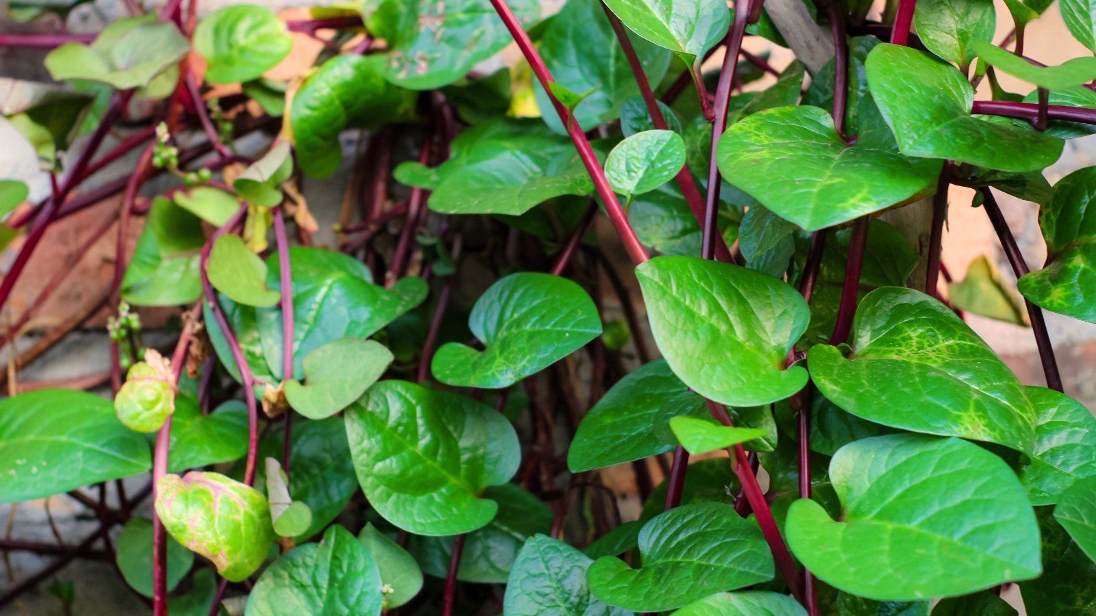Malabar spinach vines produce thick, succulent burgundy-purple stems and glossy, heart-shaped leaves.