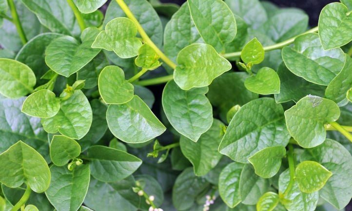 Malabar spinach