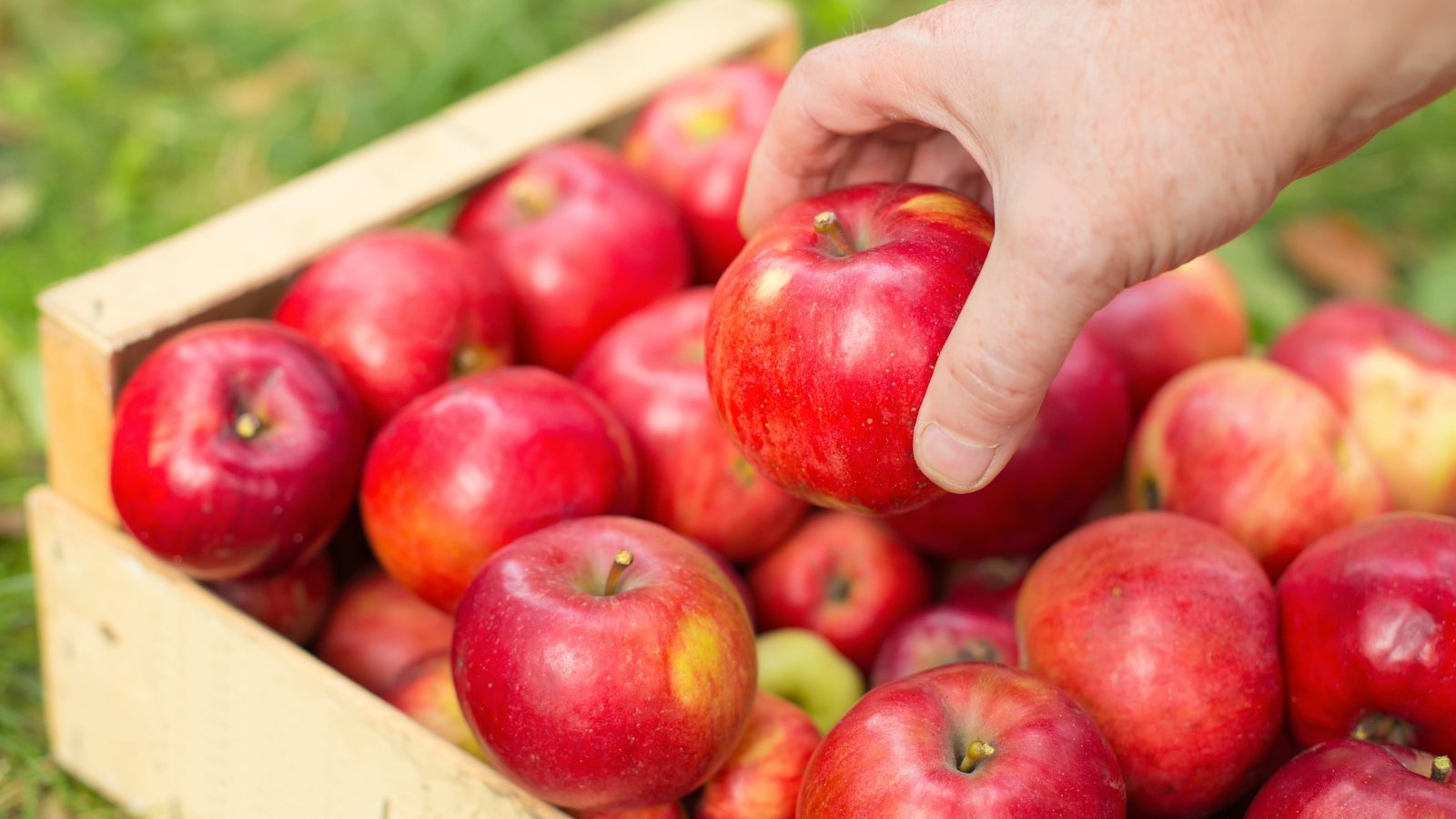 A gardener's hand places a ripe, bright red apple into a wooden box filled with large, ripe fruits.