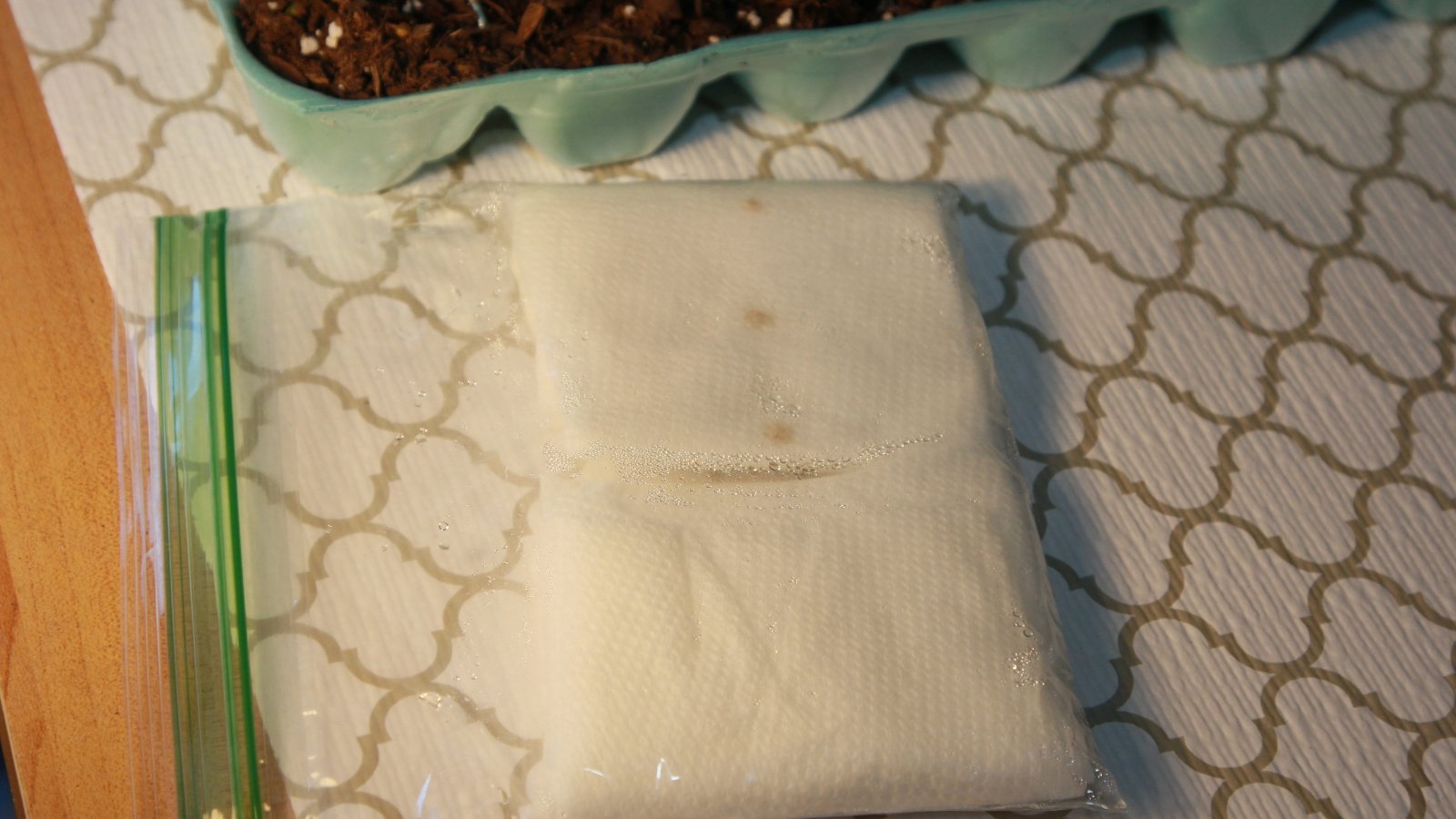 Sealed plastic bag holds Mangifera indica embryo wrapped in damp white paper towel for sprouting.