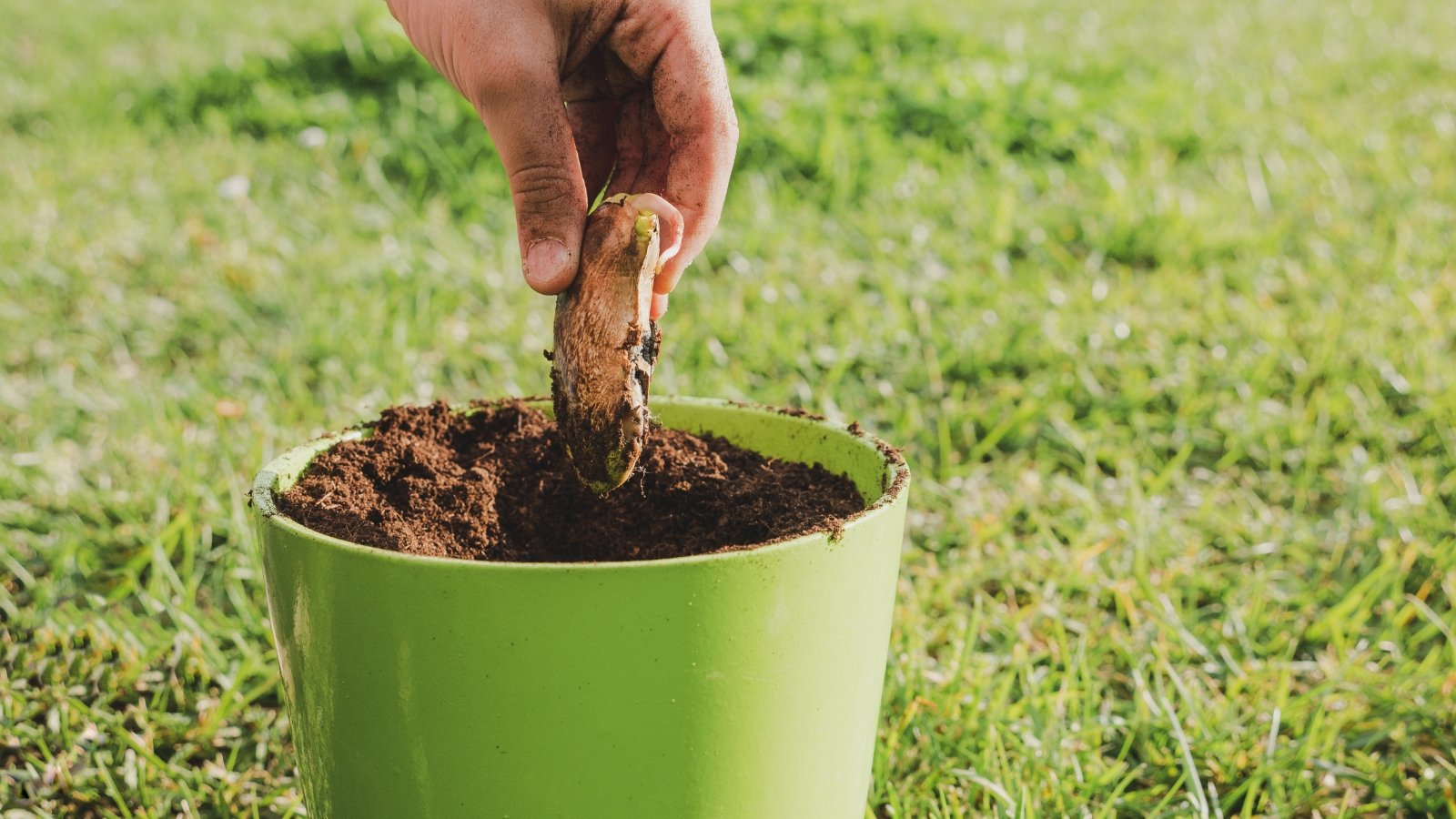 Hand places pale sprouted Mangifera indica embryo into dark soil inside green plastic container.