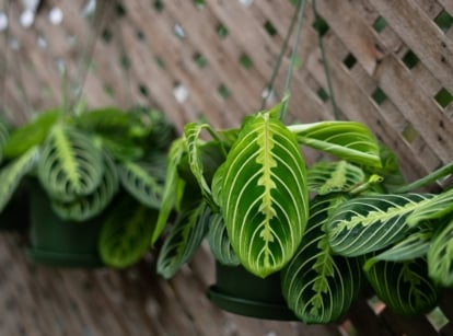 Maranta leuconeura with arching stems displaying oval green foliage with red veins and light-green patterns.