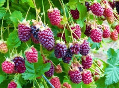 Close-up of ripening large, glossy purple-pink Marionberries hanging in clusters against a background of trailing, thorny stems with dark green, serrated leaves.