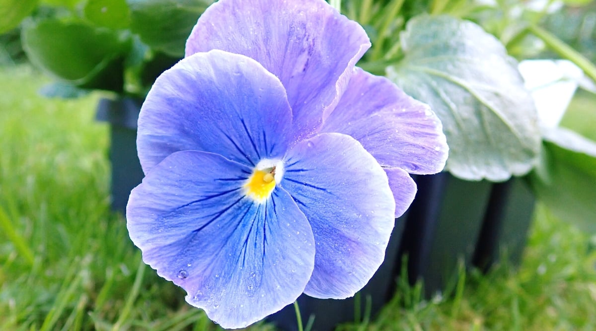 True Blue pansy bloom in close up, with lavender and periwinkle hues. 