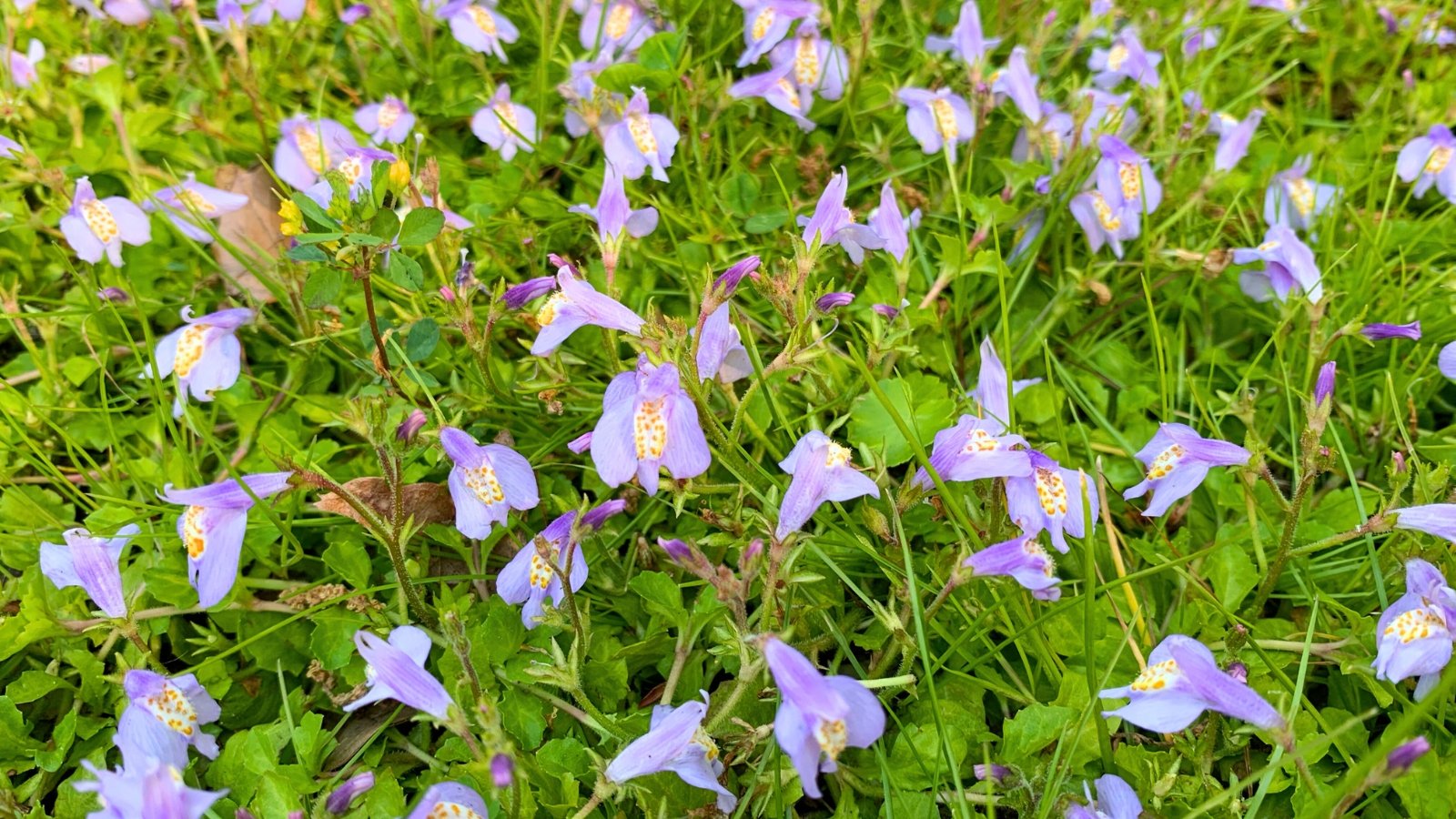 Mat-forming plant with soft green foliage and arching stems holding purple, snapdragon-like flowers with yellow throats.
