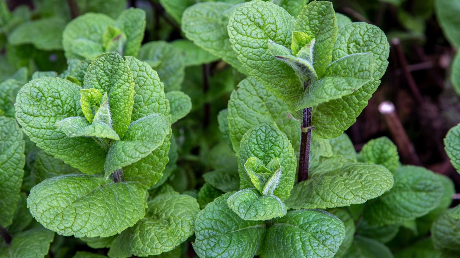 Fresh Cuba mint with fuzzy, light green leaves growing in a lush, leafy patch under the sun.