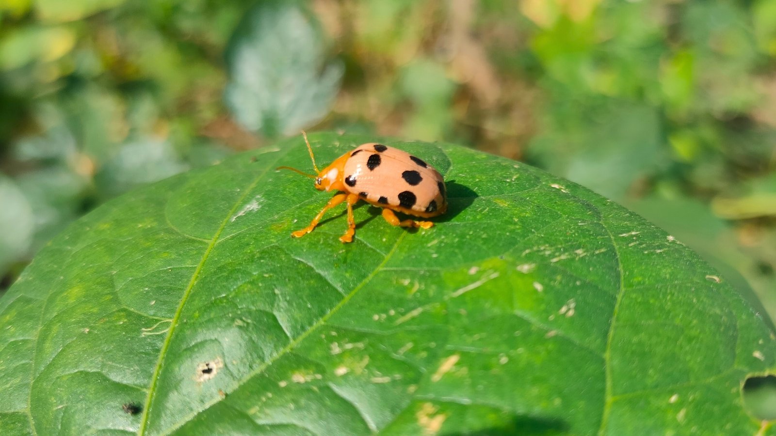 A bright yellow Mexican bean beetle with black spots rests on a green leaf, displaying its rounded body and distinct markings.
