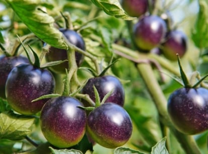 A cluster of Solanum lycopersicum ‘Midnight Snack’ cherry tomatoes ripening on green vines.