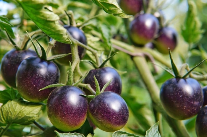 A cluster of Solanum lycopersicum ‘Midnight Snack’ cherry tomatoes ripening on green vines.