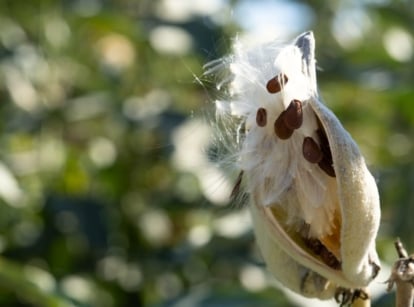 Close-up of an elongated milkweed seed pod split open, revealing silky white tufts attached to flat brown seeds, ready to drift in the wind, enhancing the butterfly garden.