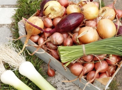 Freshly harvested Allium cepa bulbs in yellow, white, and red shades with green Allium fistulosum stalks.
