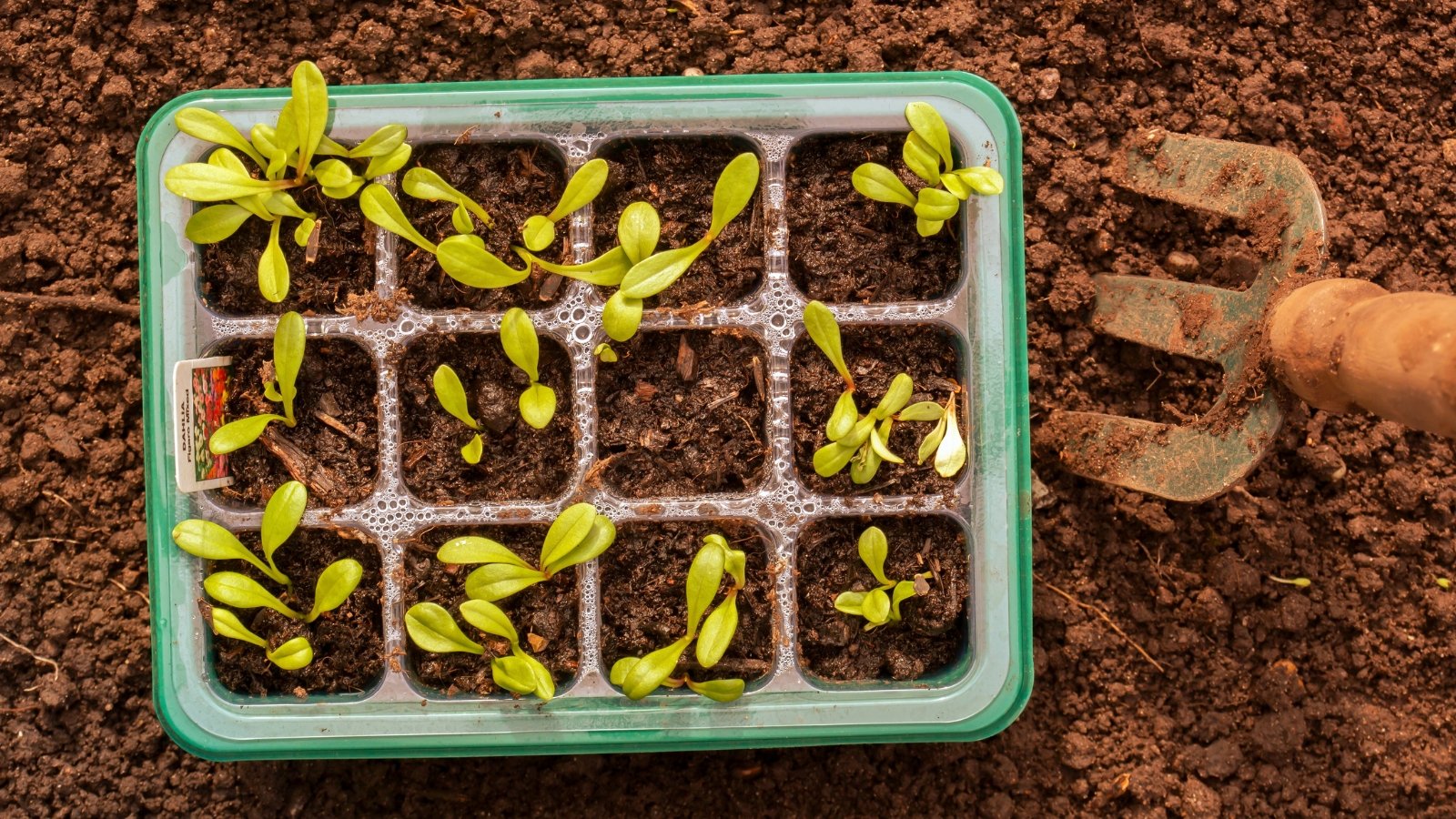 Close-up of a starter tray filled with young seedlings featuring smooth, oval cotyledons, nestled in soil beside a small garden tool.

