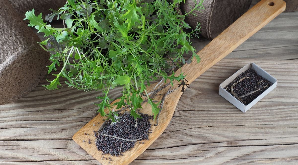 On a wooden table sits canvas pots, a mizuna harvest, a wooden spoon, and mizuna seeds. The seeds are in the wooden spoon, which is in front of and slightly under the mizuna harvest. There is also a small cardboard box full of the black spherical mizuna seeds. The canvas pots lie on their sides just above the bright green, spindly mizuna leaves. 