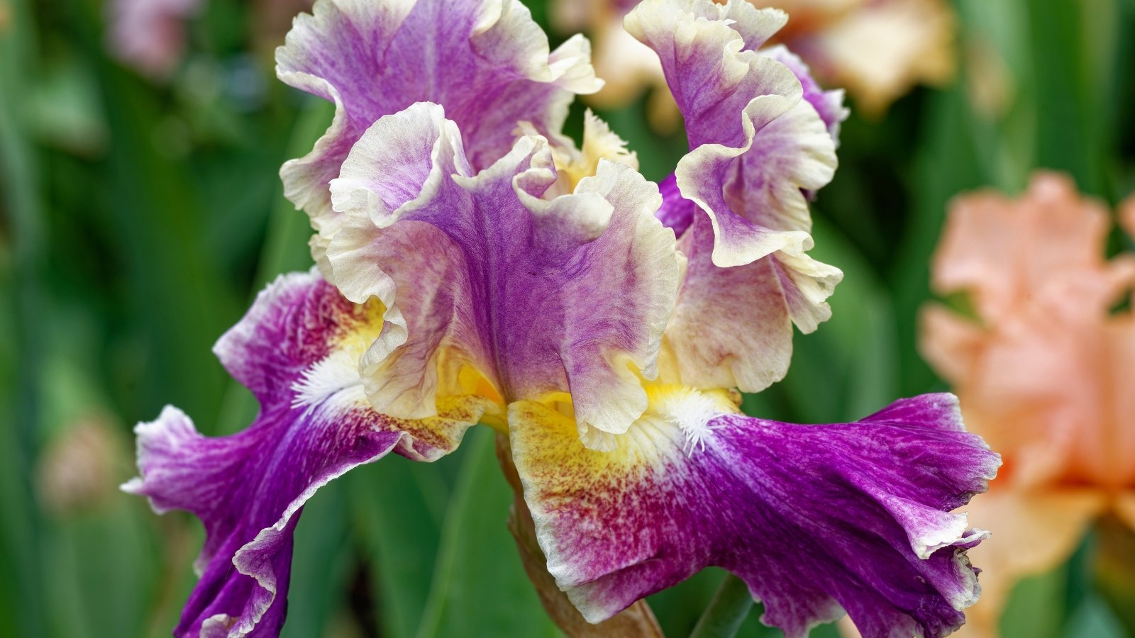 A rich violet-purple flower with velvety, cascading petals beneath elegantly arched petals above, featuring a bold white-yellow beard and delicate white edges and veining.