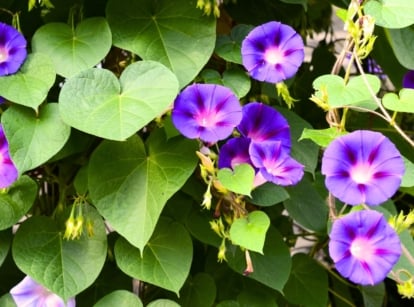 Close-up of a Morning Glory vine with deep purple bell-shaped flowers, green heart-shaped leaves, and twisting vines.