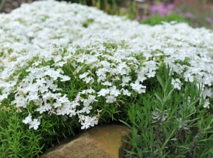 A carpet of Moss Phlox with beautiful white flowers in a garden.
