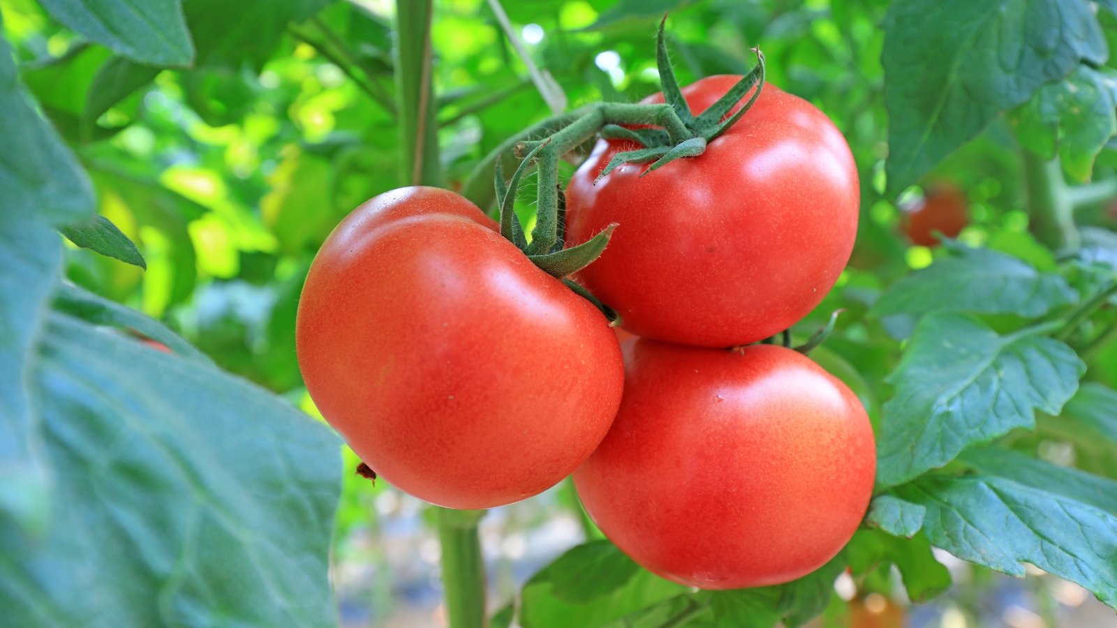 Bushy plant with bright green leaves and clusters of smooth, round red fruits growing close to thick stems.
