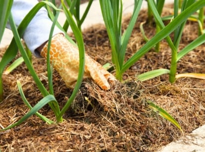 Close-up of woman's hands in orange gloves mulching a raised bed with dry plant debris and grass clippings amidst growing onion plants.