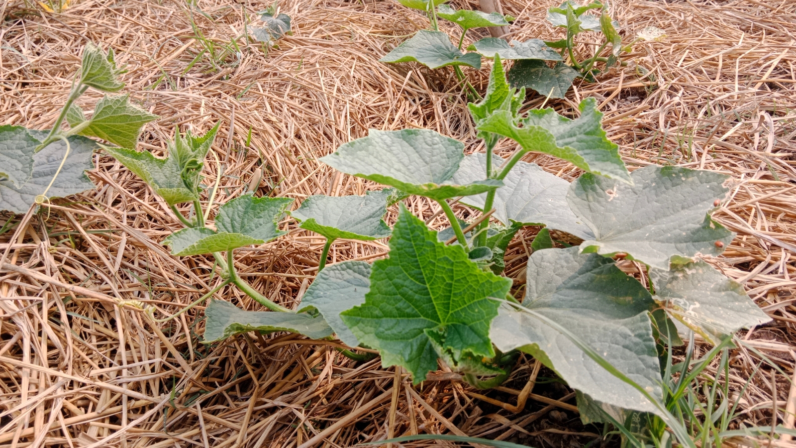 A Cucumis sativus vine with large, veined leaves stretching over straw mulch for weed control and moisture retention.