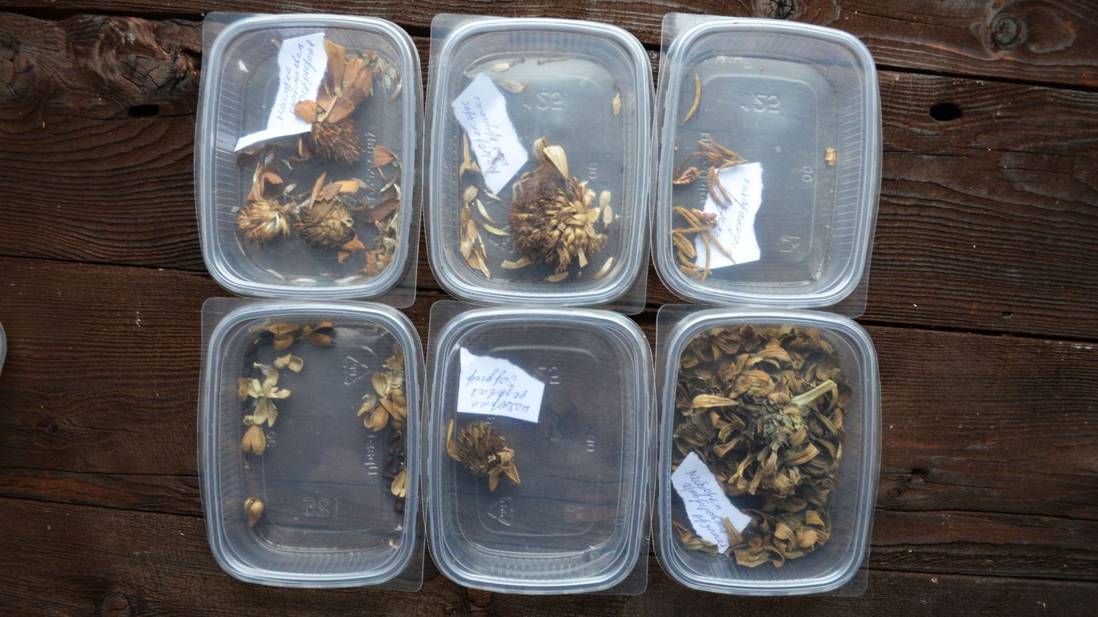 Multiple containers with various seeds from different plant types, appearing dried and brown placed on a wooden table