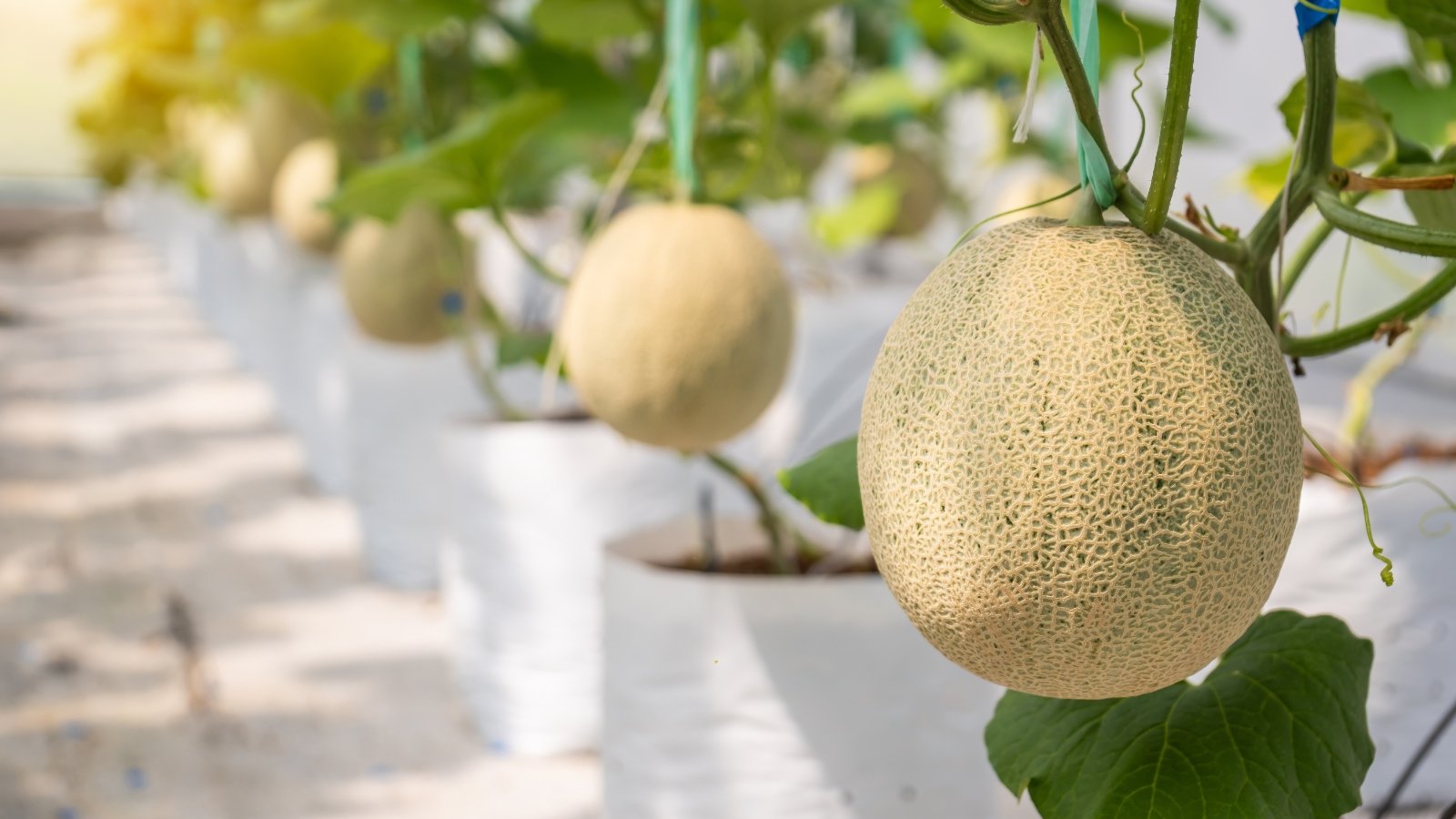 Ripe netted melons with ribbed, golden skin hang from thick stems surrounded by dense green foliage in a greenhouse.
