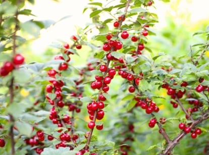 Nanking cherry bush features slender, dark brown branches with bright green, serrated leaves and clusters of small, glossy red fruits.