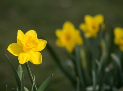 Bright yellow Narcissus flowers with trumpet-shaped coronas and long, slender green leaves in a garden bed.