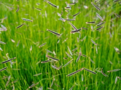 Close-up of native grass with fine, narrow blue-green leaves growing from slender, upright stems, topped with small, airy flowerheads that form soft, bushy clusters, ideal for sowing seeds in March.