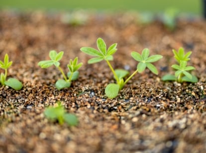 Young lupine sprouts, showcasing native plant seed germination, feature slender stems, rounded cotyledons, and emerging soft, palmate leaves growing from the soil.