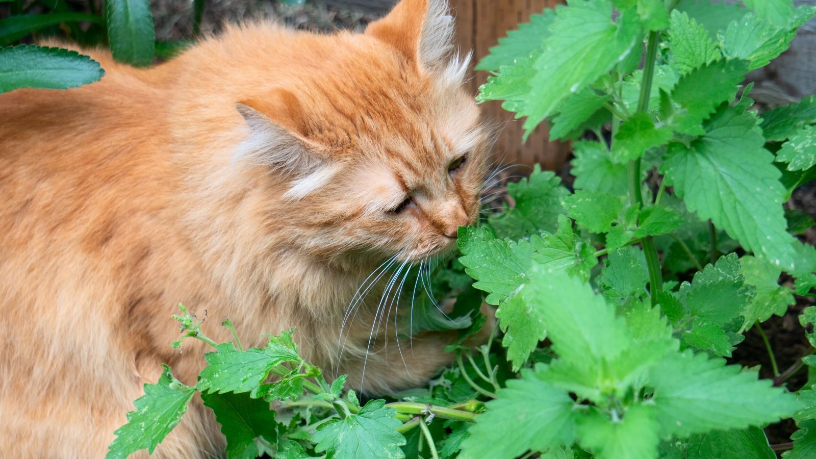 A tabby cat enjoying a patch of catnip with its nose buried in the aromatic, leafy green stems.