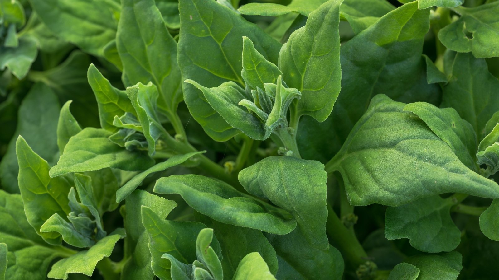 A cluster of New Zealand Tetragonia tetragonioides plants with small, triangular, deep green leaves.