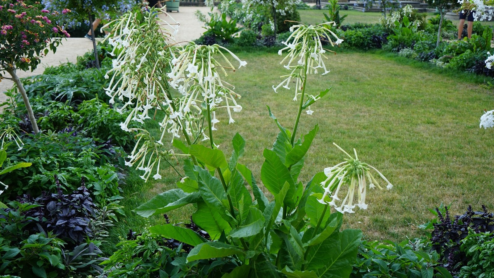 Tall Nicotiana Sylvestris with clusters of white, trumpet-shaped blooms stretching gracefully against a blurred green background.
