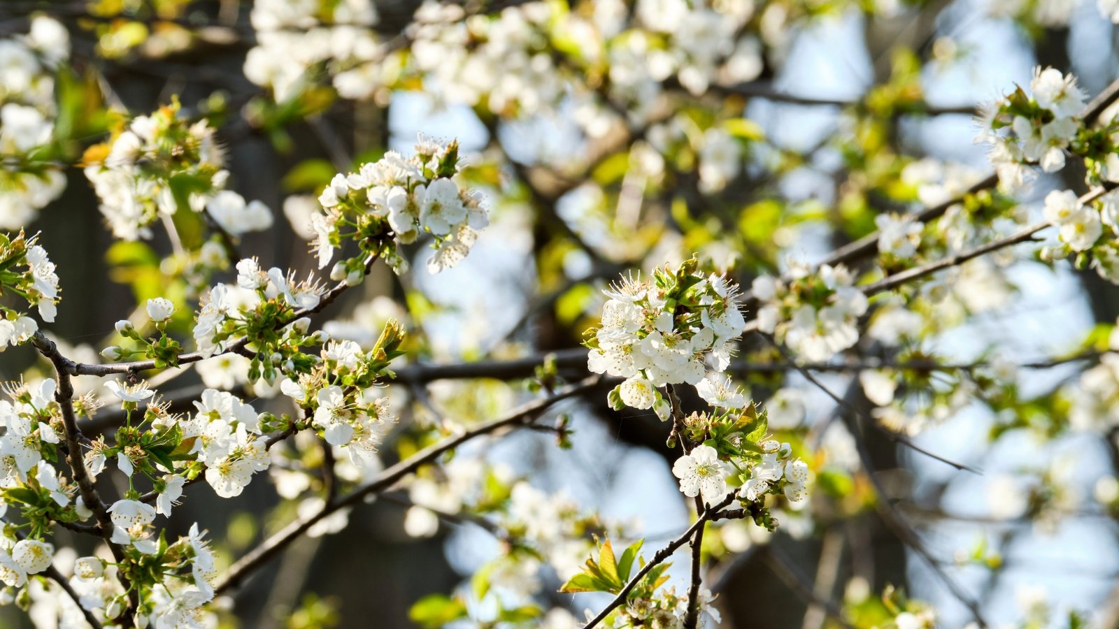 Delicate white cherry blossoms with subtle yellow centers cluster along dark, slender branches, accented by emerging green leaves.