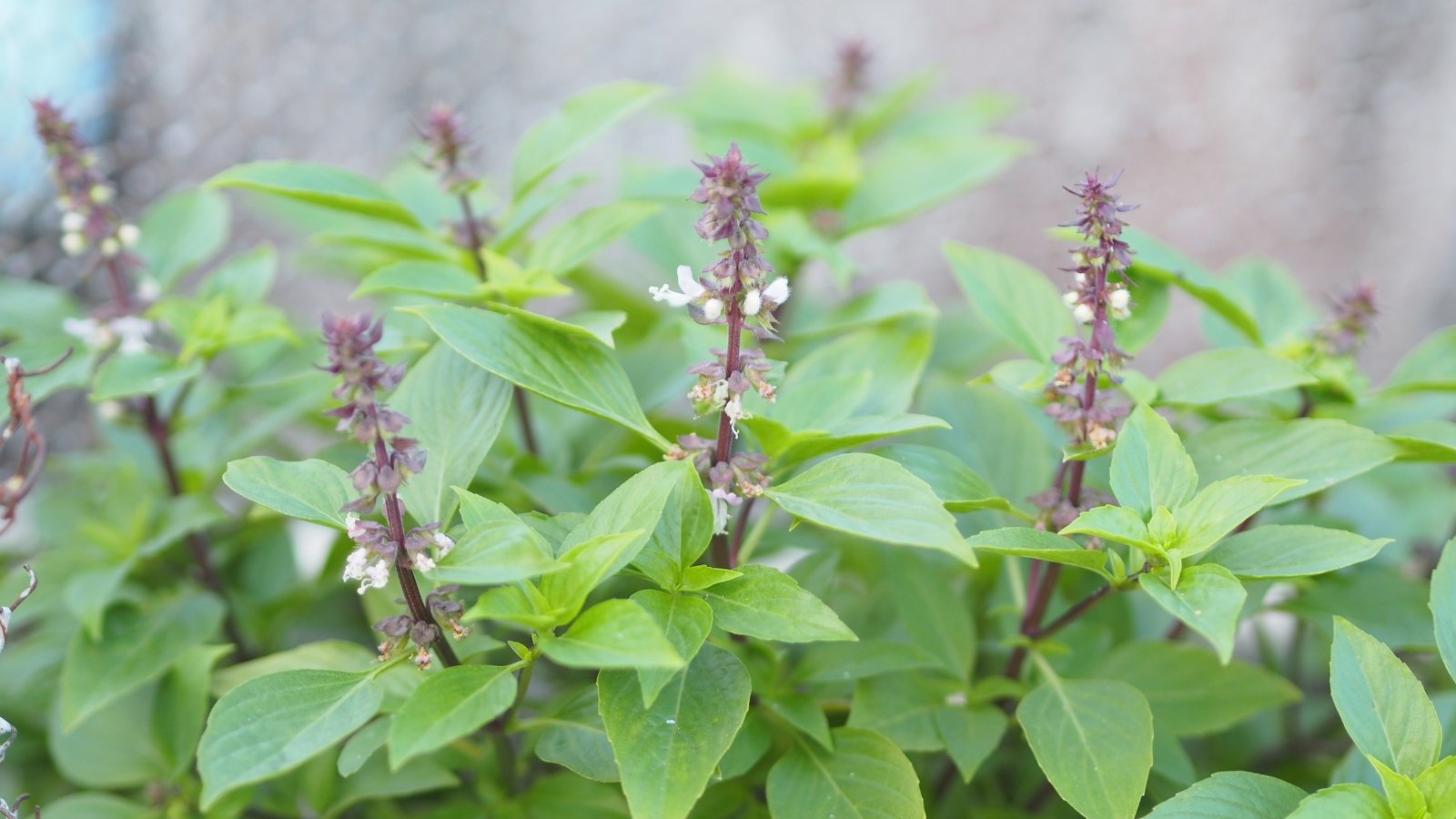 A cluster of sweet basil with light green, wide leaves growing densely in a garden bed under sunlight.