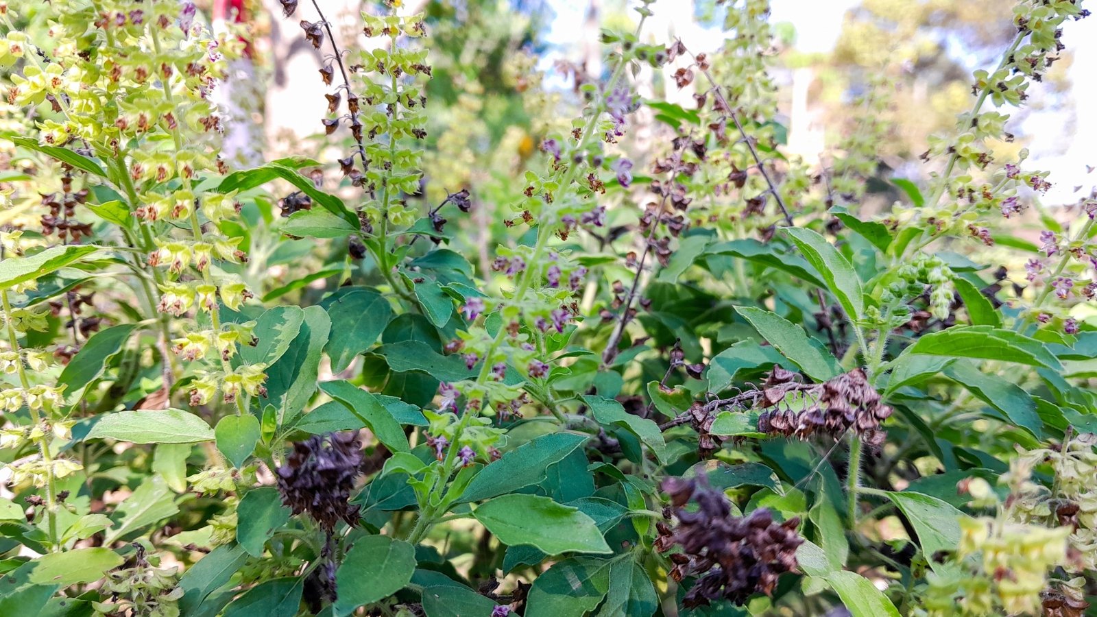 Holy basil plants with rounded, serrated green leaves and tiny purple tops growing in a small, sunlit garden.
