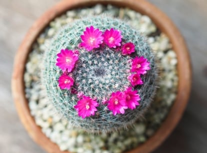 A round, densely spined old lady cactus covered with white, hair-like filaments and crowned with a halo of small, pink flowers in a terracotta pot with decorative stones.