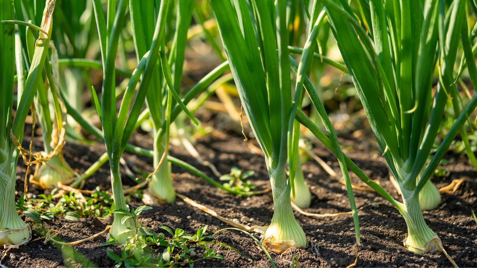 Smooth, swollen bulbs push through the earth, topped by long, tubular green leaves that fan out gracefully.