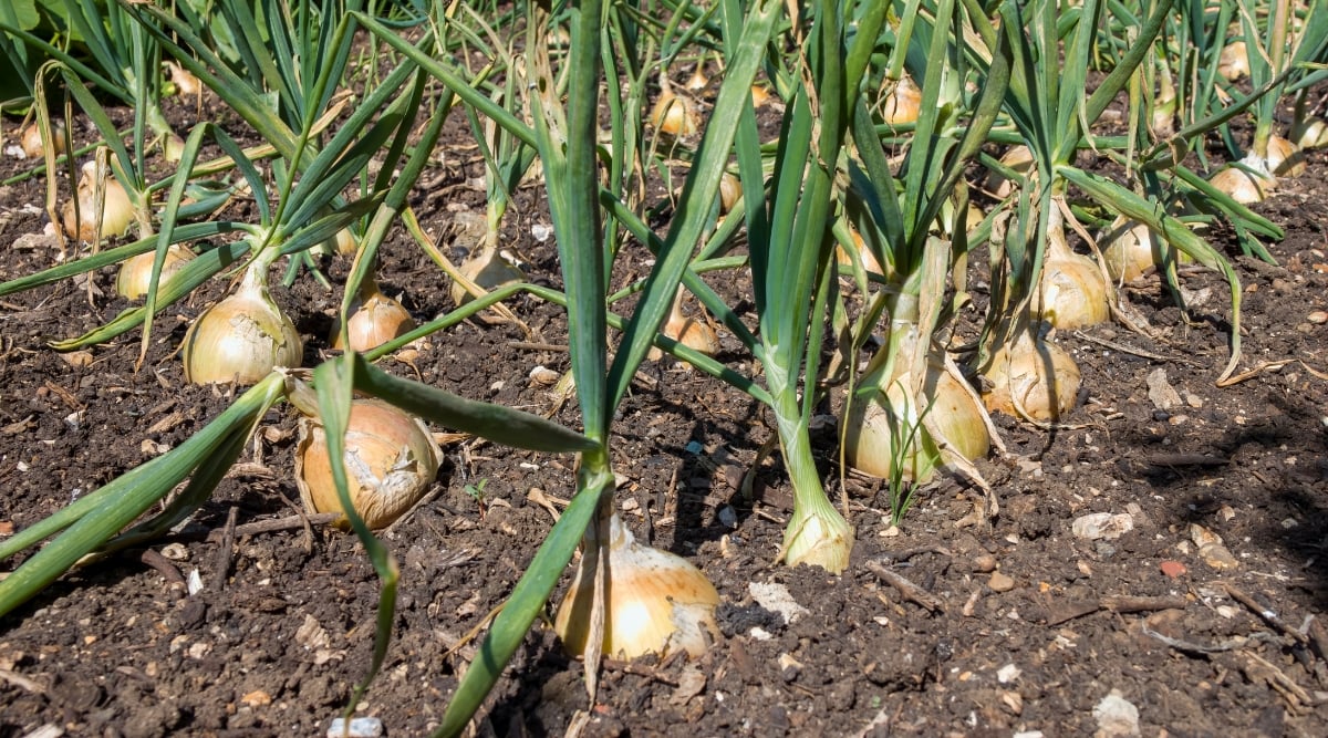 Several rows of bulb root vegetables growing in a garden. The bulbs are light brown to golden and color and have long dark green blade-like leaves emerging from the tops. The soil has rocks, bark, and sticks throughout. The day is sunny and bright.