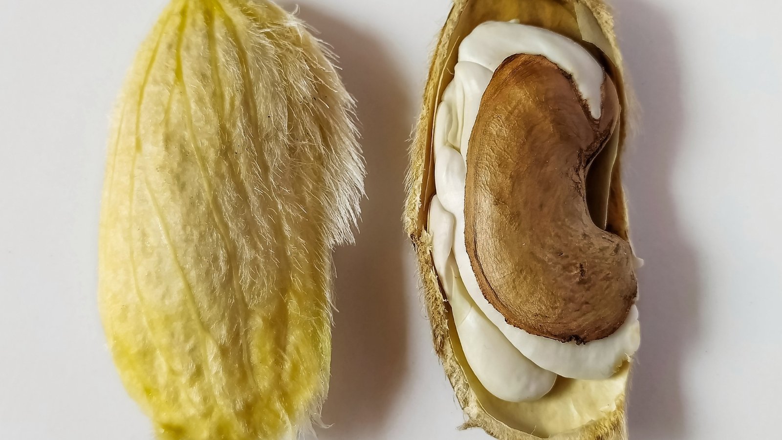 Mangifera indica fruit split open, exposing soft yellow pulp and fibrous brown husk holding the embryo.