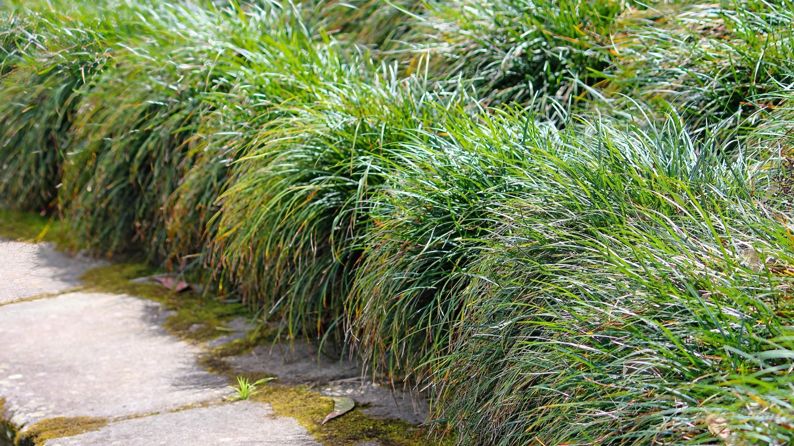Close-up of Ophiopogon japonicus in a sunny garden. Ophiopogon japonicus, also known as Dwarf Mondo Grass, enchants with its dense clumps of evergreen, grass-like foliage that forms a low, carpet-like ground cover. The narrow leaves are a rich shade of green and arranged in tufts, providing a lush and uniform appearance.