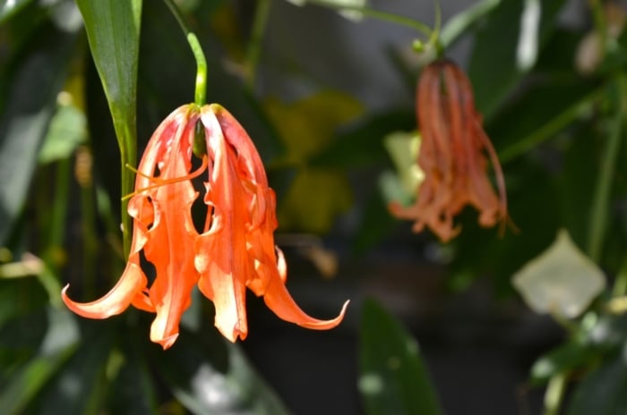 Orange Gloriosa lilies, showing off beautiful, vibrant orange petals, hanging upside down from their green stems.