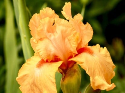 Orange Iris growing in Garden with bright orange petals opened for the sunlight.