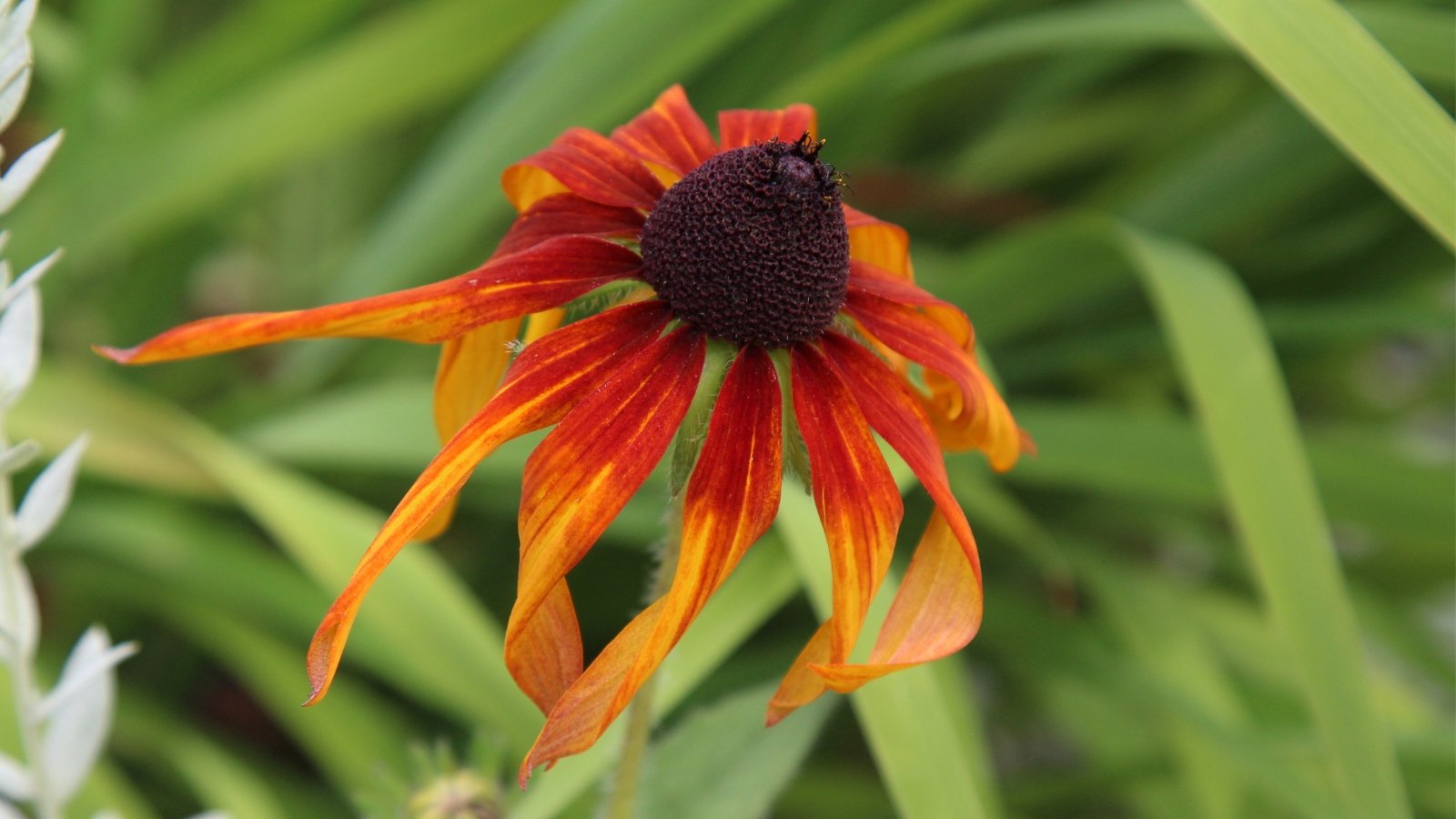 A close-up of a coneflower showcasing slender petals transitioning from red to orange, set against a softly blurred background of green leaves.