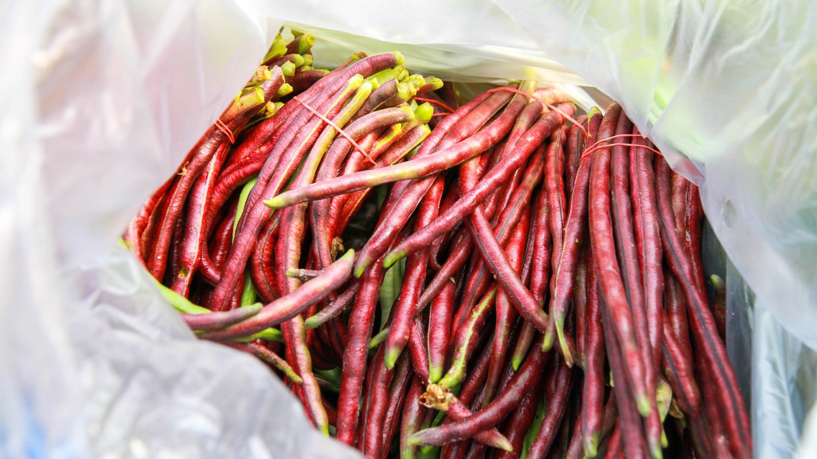 A collection of freshly harvested red cowpea bean pods in a translucent bag, with their elongated, vibrant red shapes clearly visible.