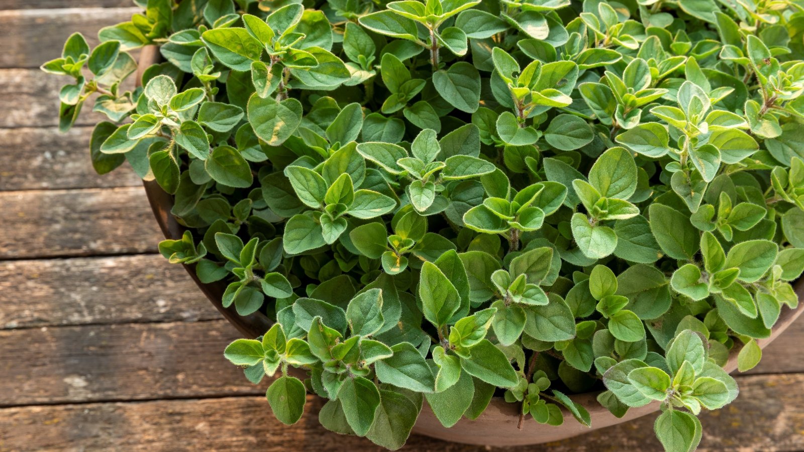Greek oregano growing from a clay pot with small, dark green leaves cascading over the edge against a sunny backdrop.