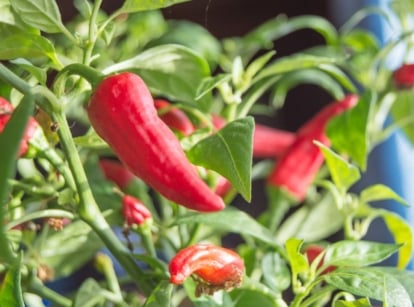 Overwintering pepper plants