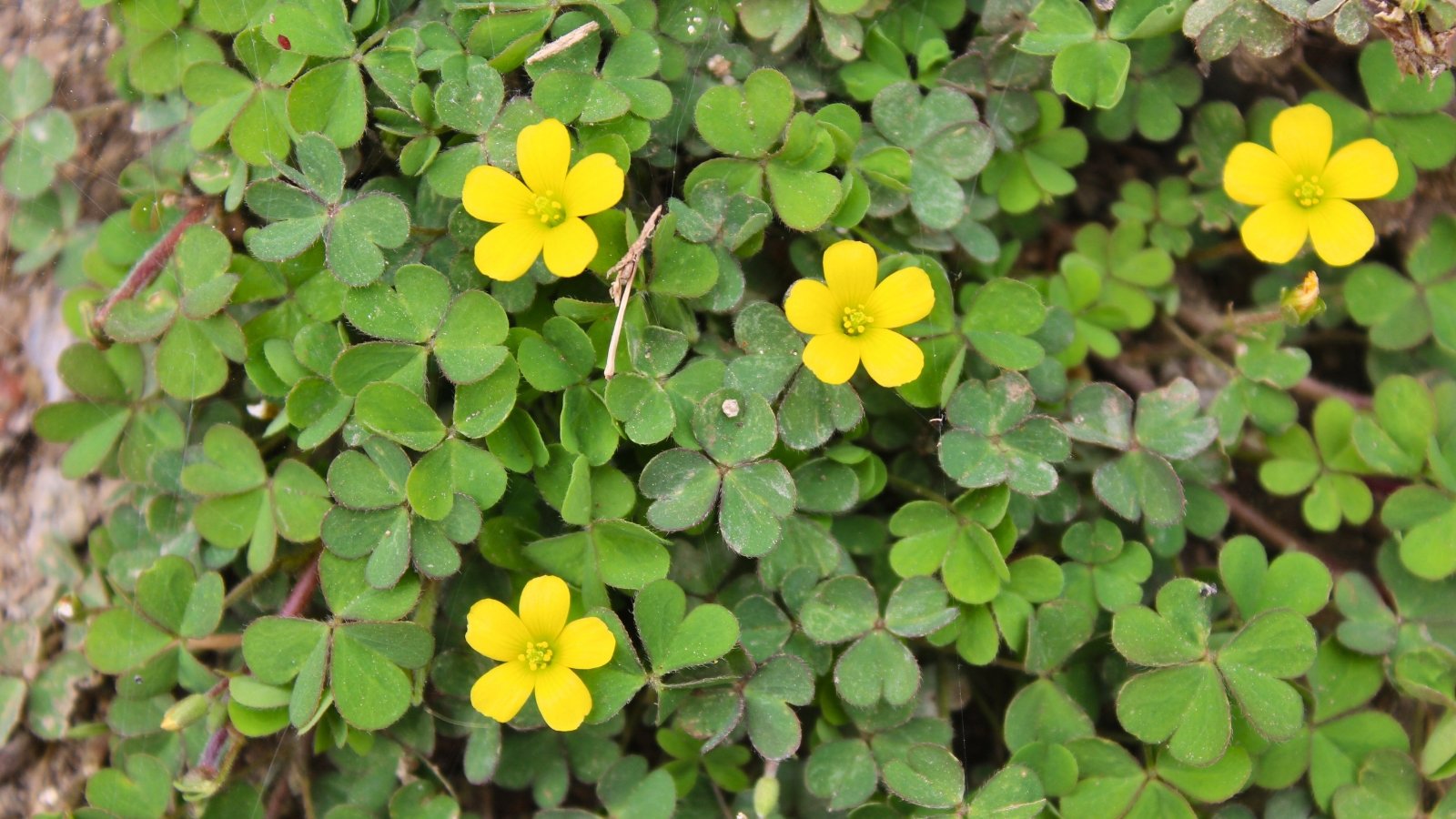 Low-growing plant with clover-like trifoliate leaves and slender stems bearing bright yellow, five-petaled flowers.
