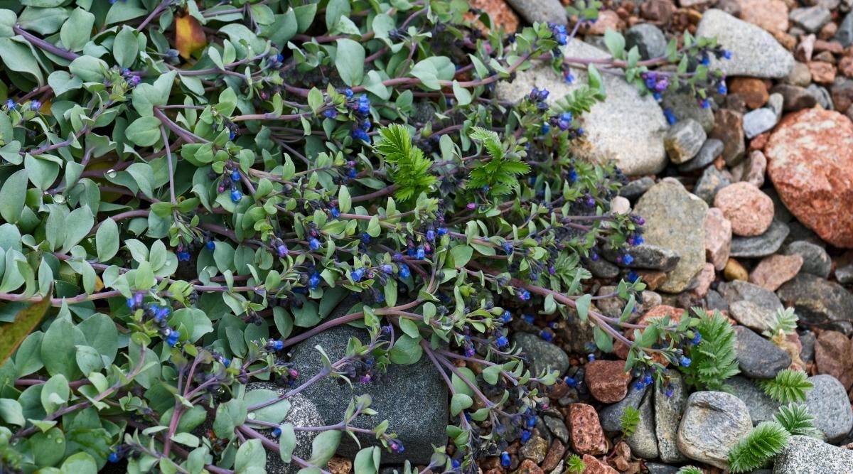Oyster Plant