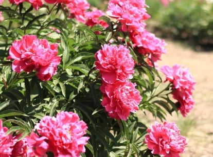 Dense Paeonia shrub covered with vibrant pink blooms and glossy green leaves on upright stems.